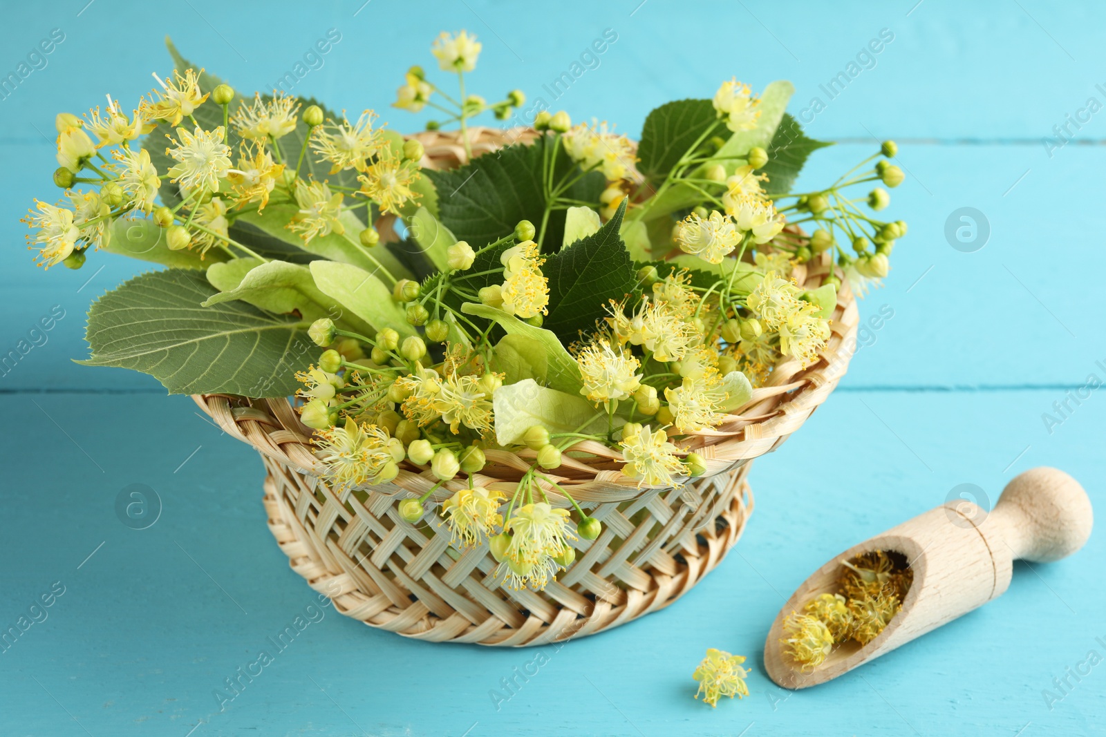 Photo of Fresh linden leaves and flowers in wicker basket on light blue wooden table