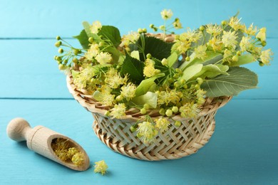 Fresh linden leaves and flowers in wicker basket on light blue wooden table