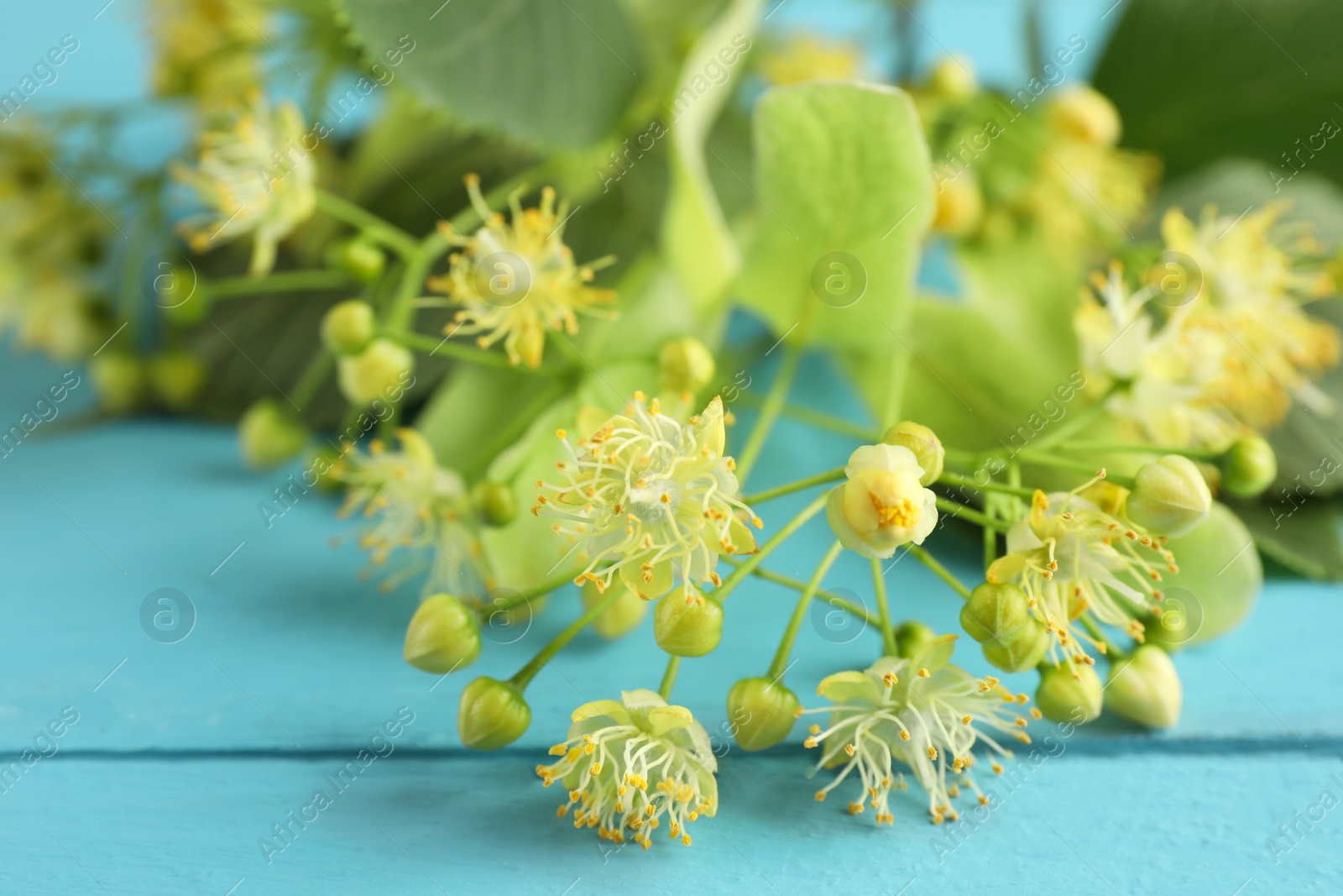 Photo of Fresh linden leaves and flowers on light blue wooden table, closeup