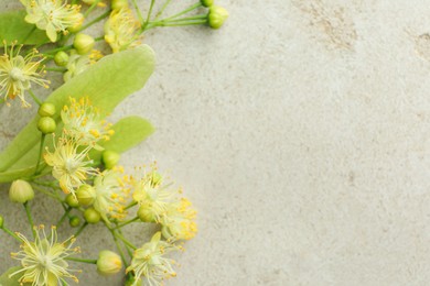 Fresh linden leaves and flowers on light grey table, top view. Space for text