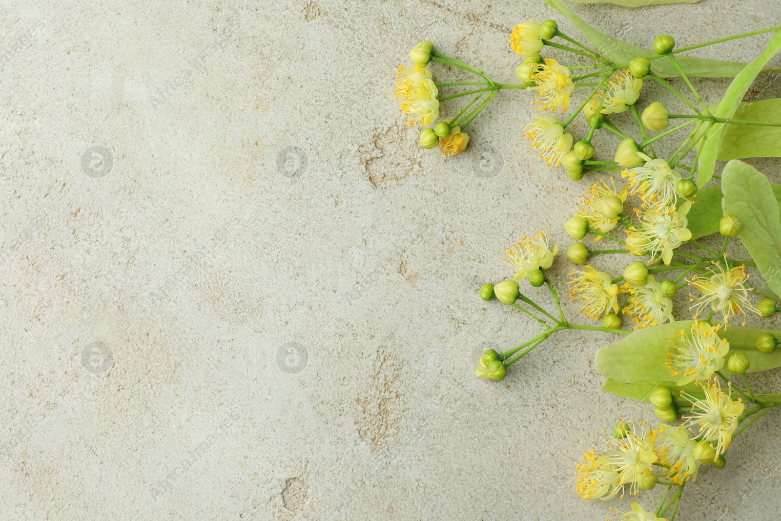 Photo of Fresh linden leaves and flowers on light grey table, top view. Space for text