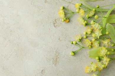 Fresh linden leaves and flowers on light grey table, top view. Space for text