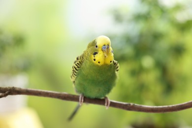 Photo of Pet parrot. Cute budgerigar sitting on stick against blurred background