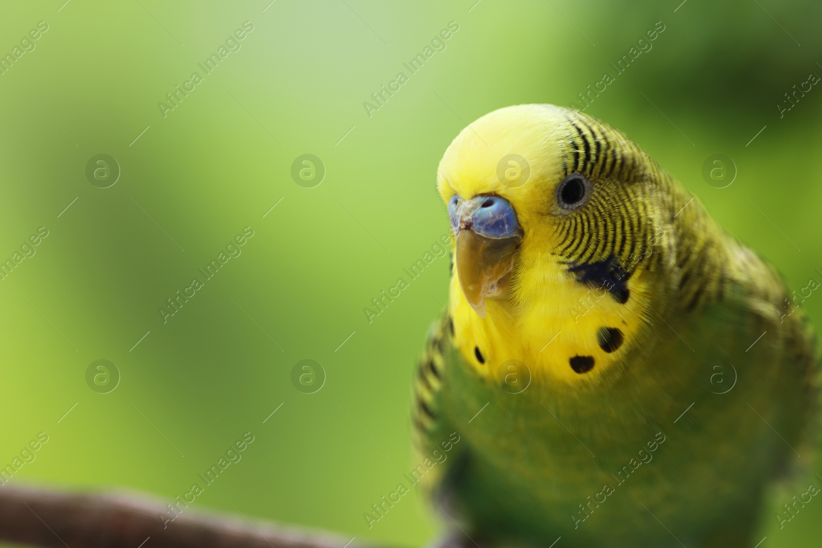 Photo of Pet parrot. Cute green budgerigar on blurred background, closeup. Space for text