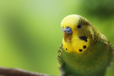 Photo of Pet parrot. Cute green budgerigar on blurred background, closeup. Space for text