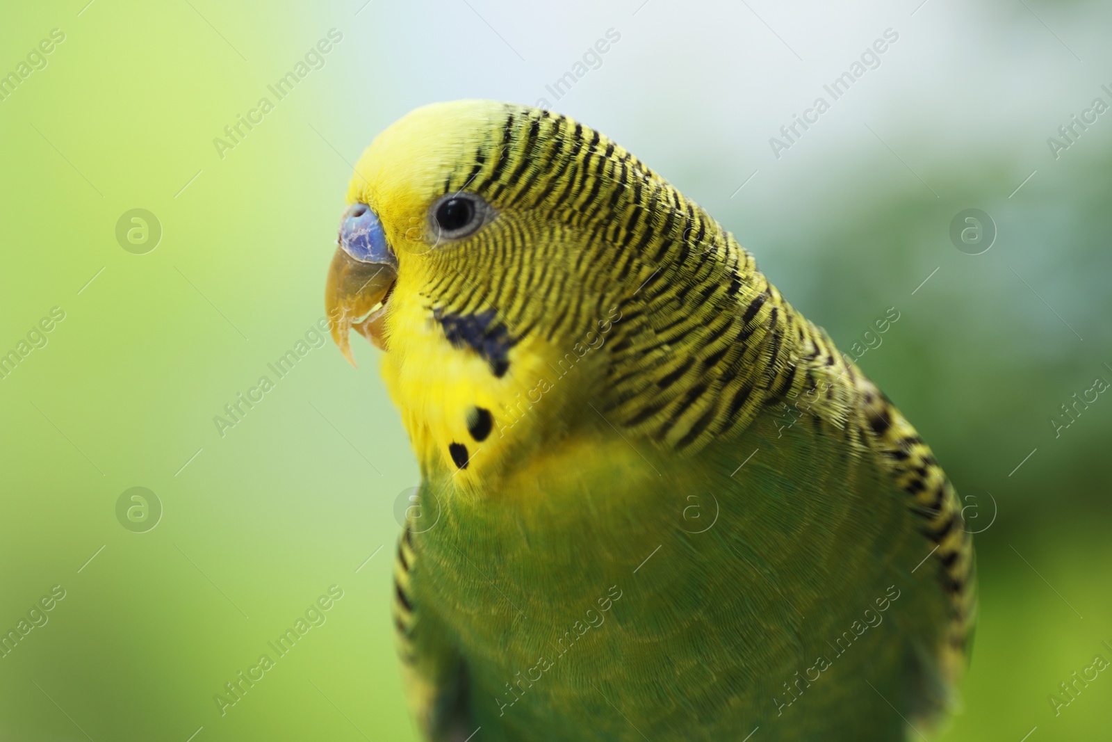 Photo of Pet parrot. Cute green budgerigar on blurred background, closeup