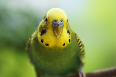 Photo of Pet parrot. Cute green budgerigar on blurred background, closeup