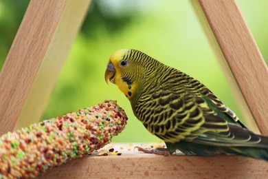 Photo of Pet parrot. Cute budgerigar and bird treat on wooden feeder
