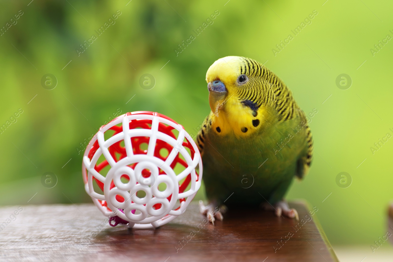 Photo of Pet parrot. Cute budgerigar and toy ball on wooden table