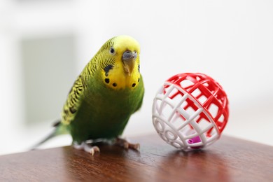 Photo of Pet parrot. Cute budgerigar and toy ball on wooden table