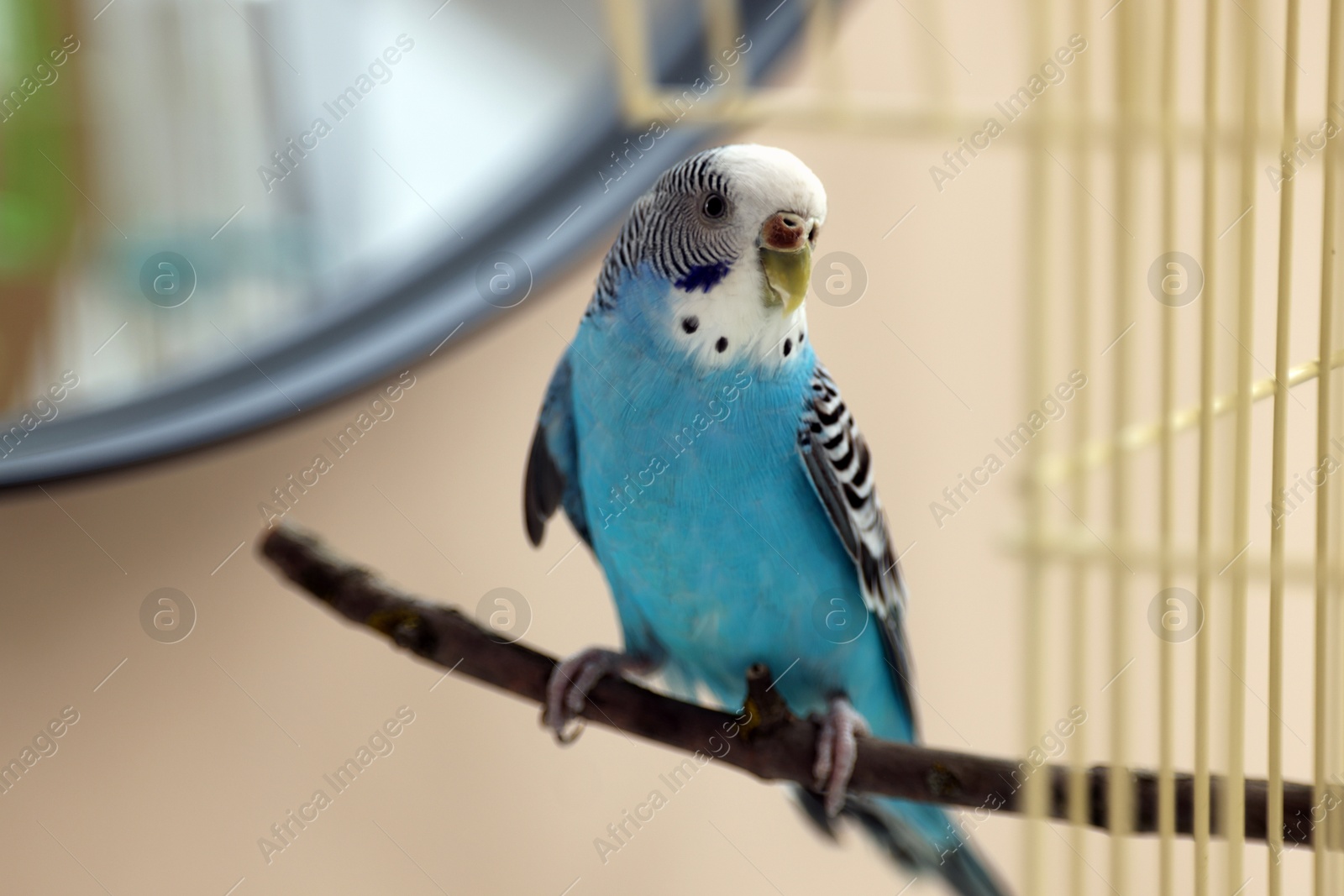 Photo of Pet parrot. Cute budgerigar sitting on stick at home