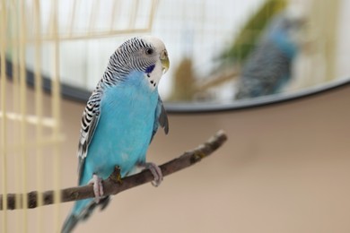 Photo of Pet parrot. Cute budgerigar sitting on stick at home