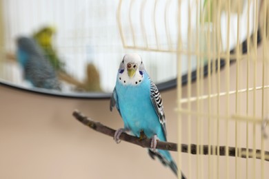 Photo of Pet parrot. Cute budgerigar sitting on stick at home