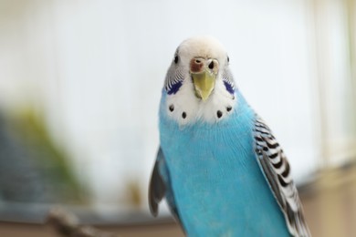 Photo of Pet parrot. Cute light blue budgerigar at home, closeup