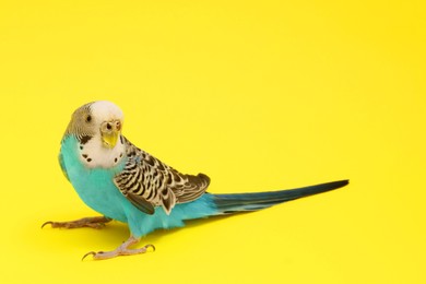 Photo of Beautiful parrot on yellow background. Exotic pet