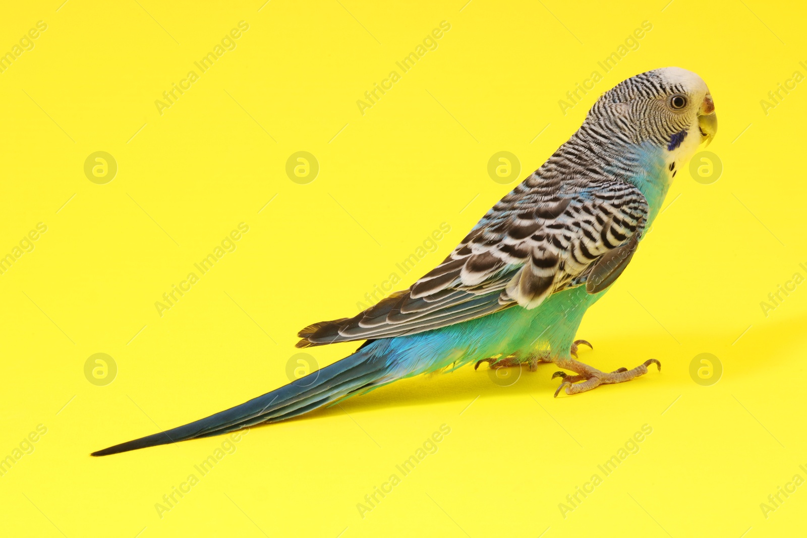 Photo of Beautiful parrot on yellow background. Exotic pet