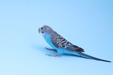 Beautiful bright parrot on light blue background. Exotic pet