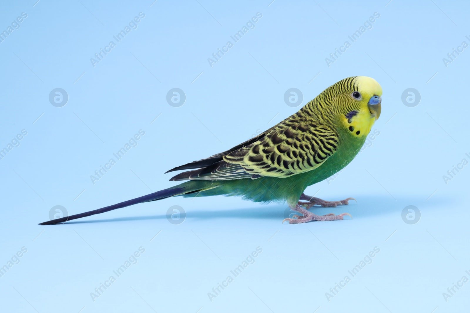 Photo of Beautiful bright parrot on light blue background. Exotic pet