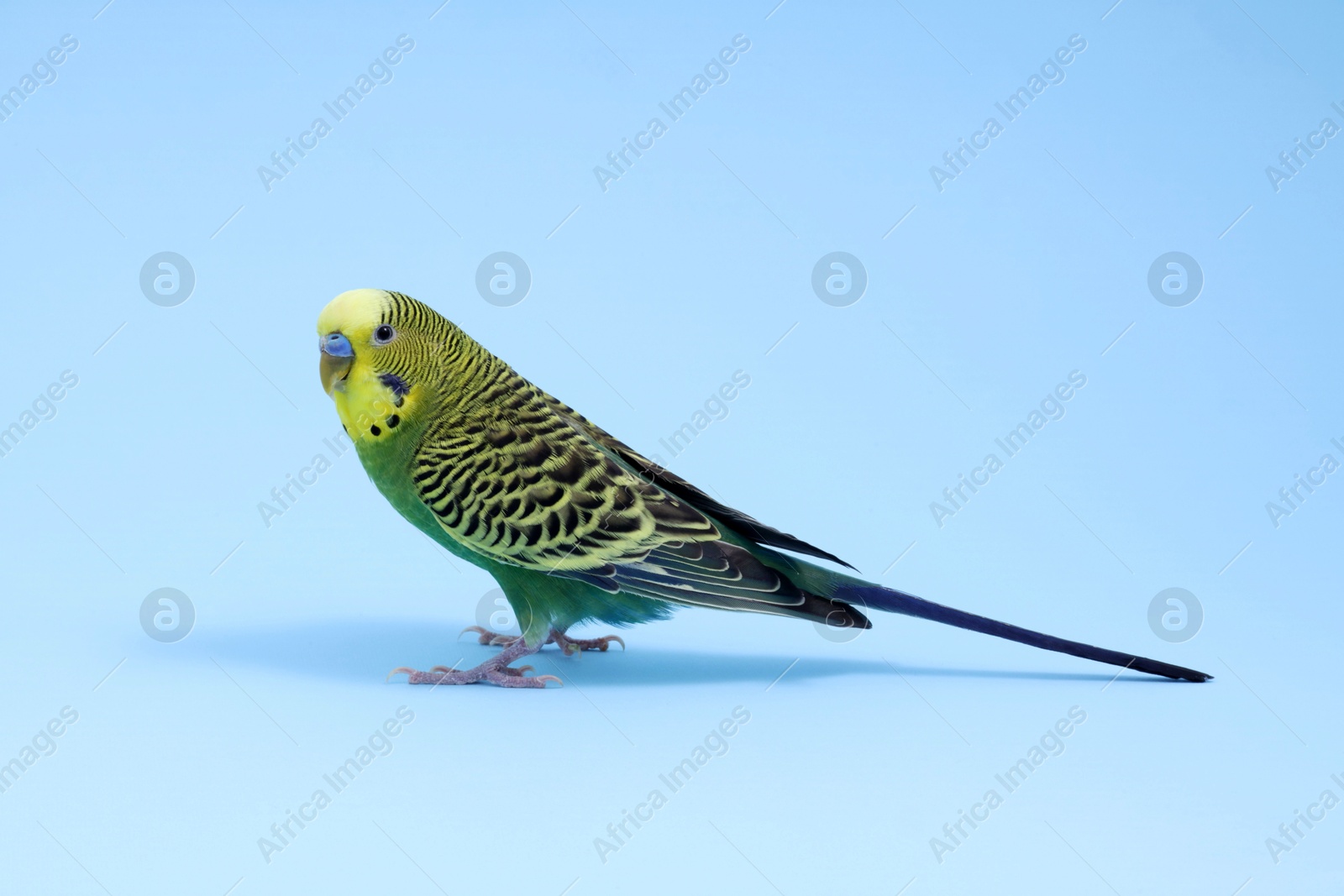 Photo of Beautiful bright parrot on light blue background. Exotic pet