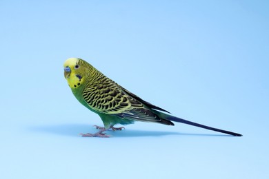 Beautiful bright parrot on light blue background. Exotic pet