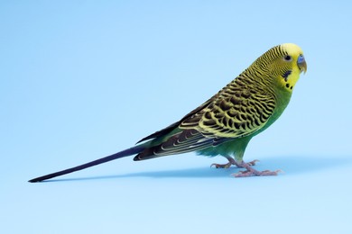 Photo of Beautiful bright parrot on light blue background. Exotic pet