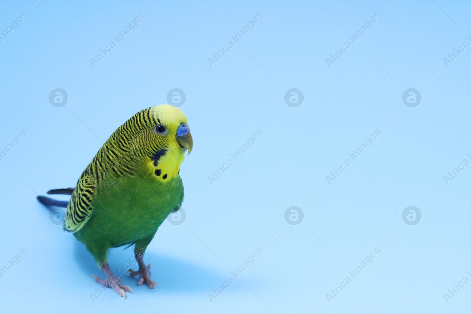 Photo of Beautiful bright parrot on light blue background, space for text. Exotic pet