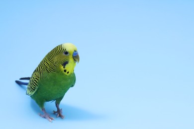 Photo of Beautiful bright parrot on light blue background, space for text. Exotic pet