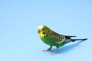 Photo of Beautiful bright parrot on light blue background, space for text. Exotic pet