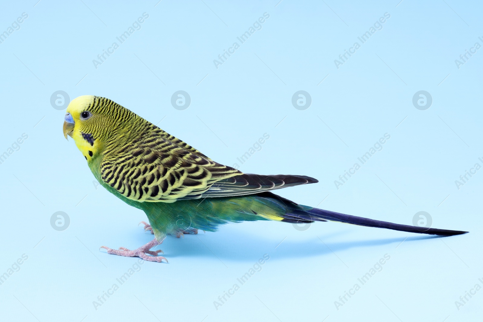 Photo of Beautiful bright parrot on light blue background. Exotic pet