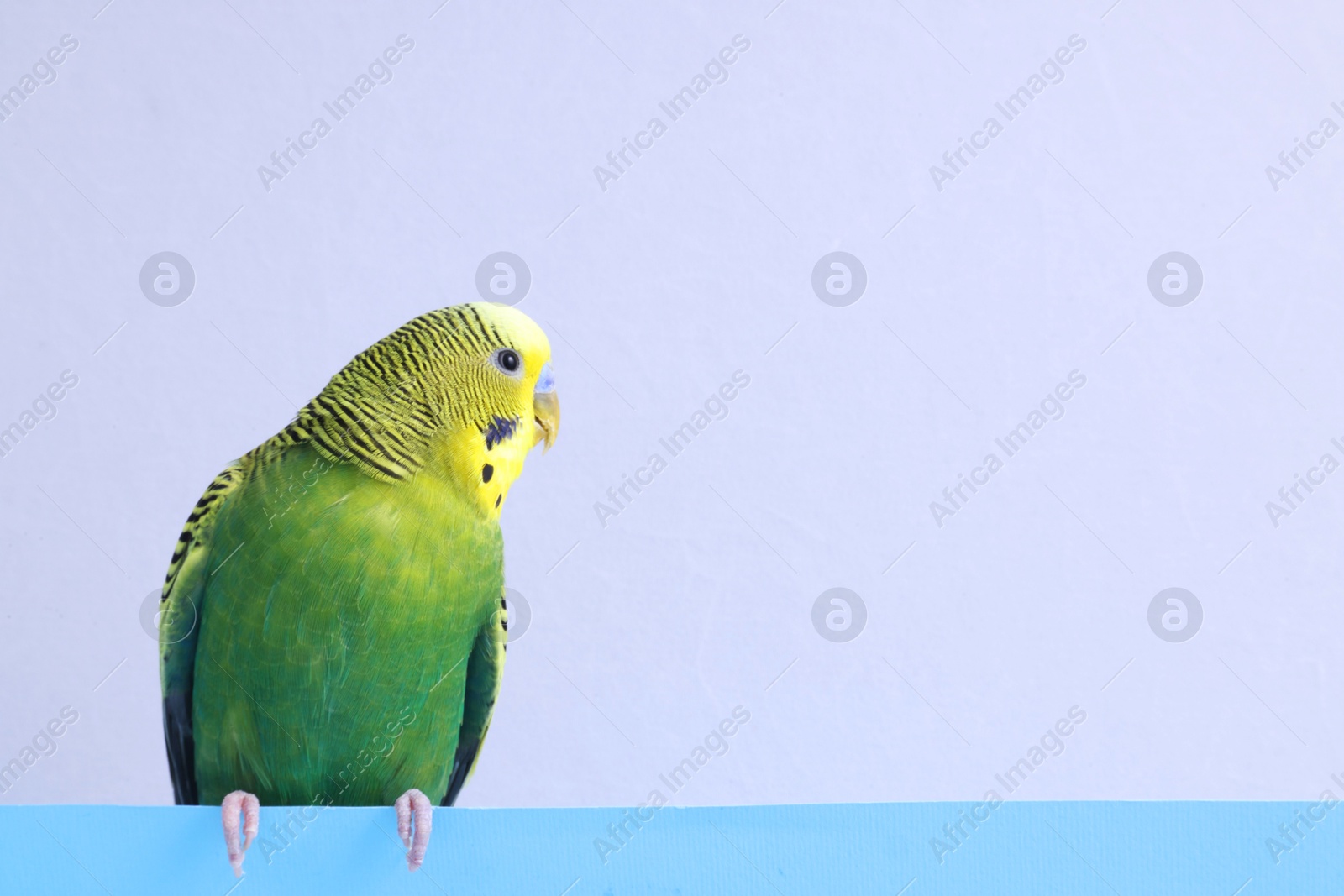 Photo of Beautiful bright parrot on color background, space for text. Exotic pet