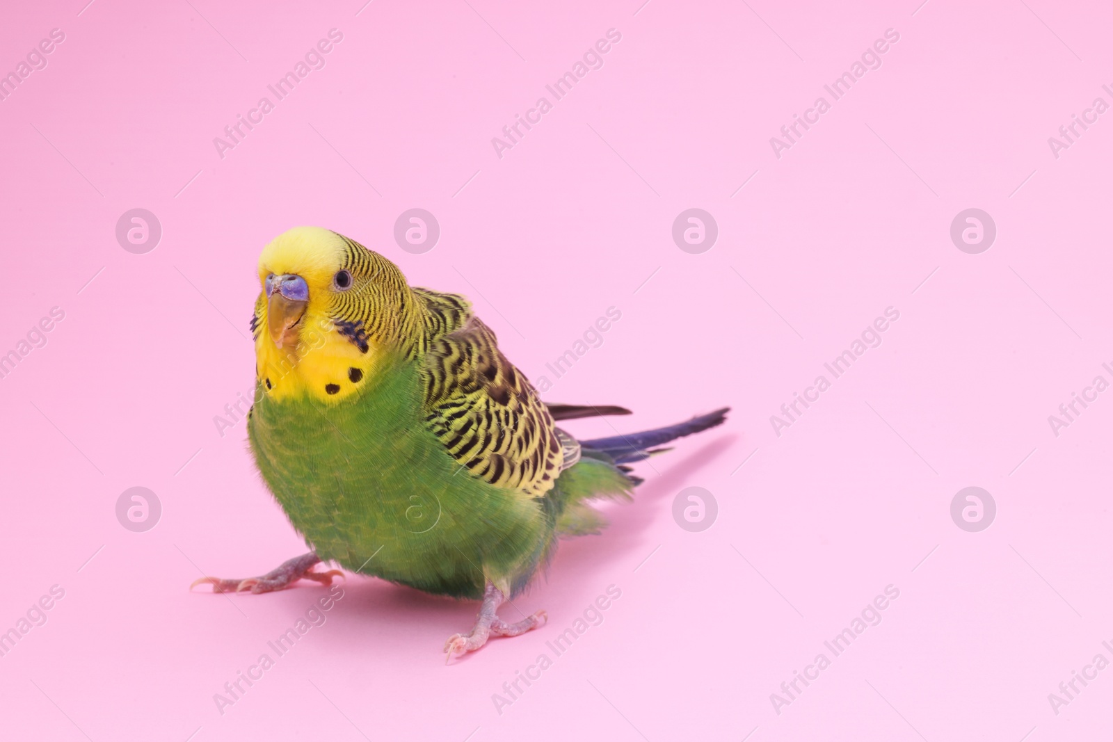 Photo of Beautiful bright parrot on pink background, space for text. Exotic pet