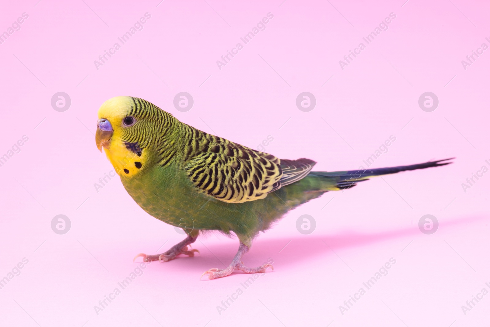 Photo of Beautiful bright parrot on pink background. Exotic pet