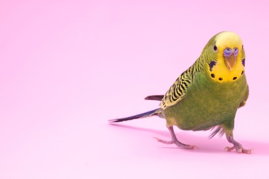 Photo of Beautiful bright parrot on pink background, space for text. Exotic pet