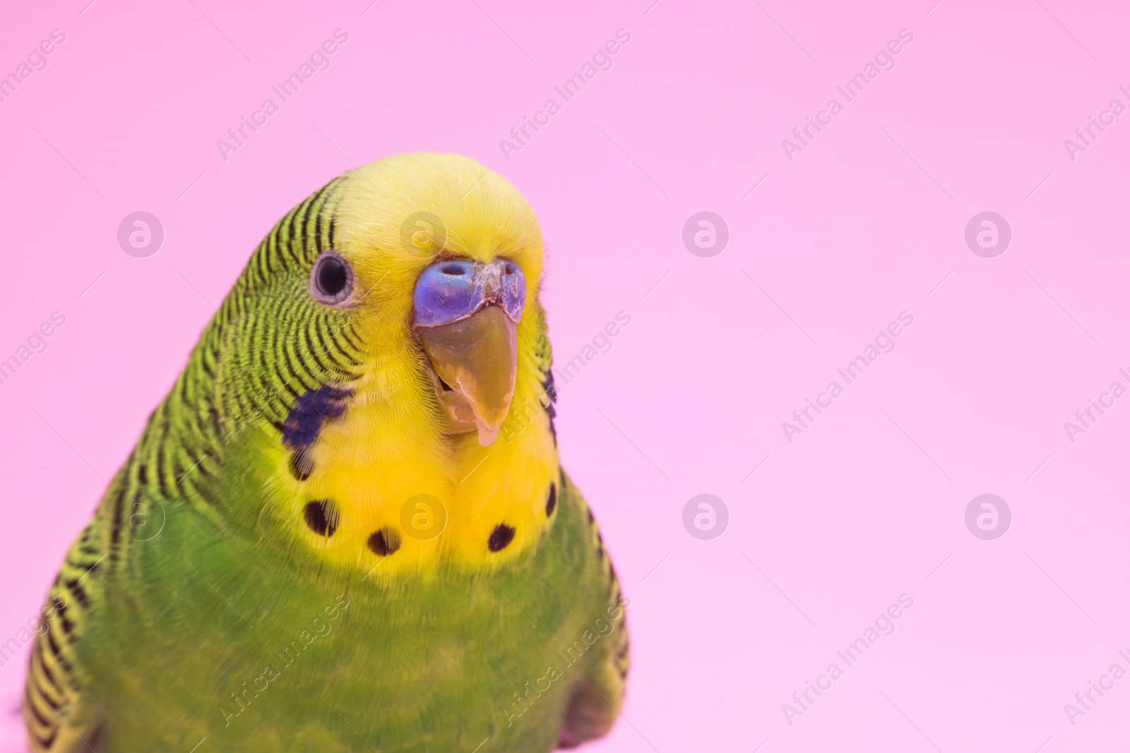 Photo of Exotic pet. Beautiful bright parrot on pink background, closeup. Space for text