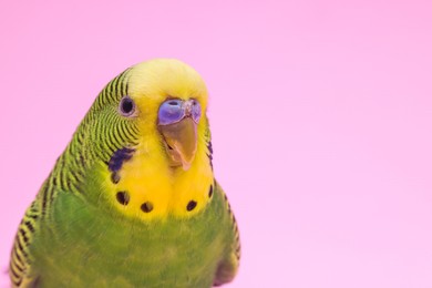 Exotic pet. Beautiful bright parrot on pink background, closeup. Space for text