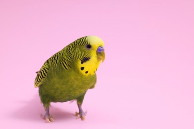 Beautiful bright parrot on pink background, space for text. Exotic pet