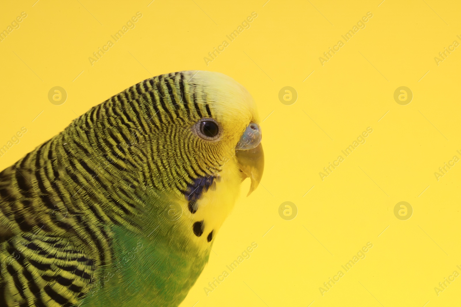 Photo of Exotic pet. Beautiful bright parrot on yellow background, closeup. Space for text