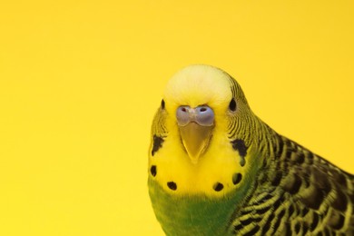 Photo of Exotic pet. Beautiful bright parrot on yellow background, closeup. Space for text