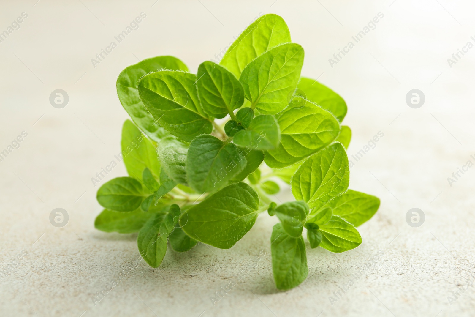 Photo of Sprigs of fresh green oregano on light textured table, closeup