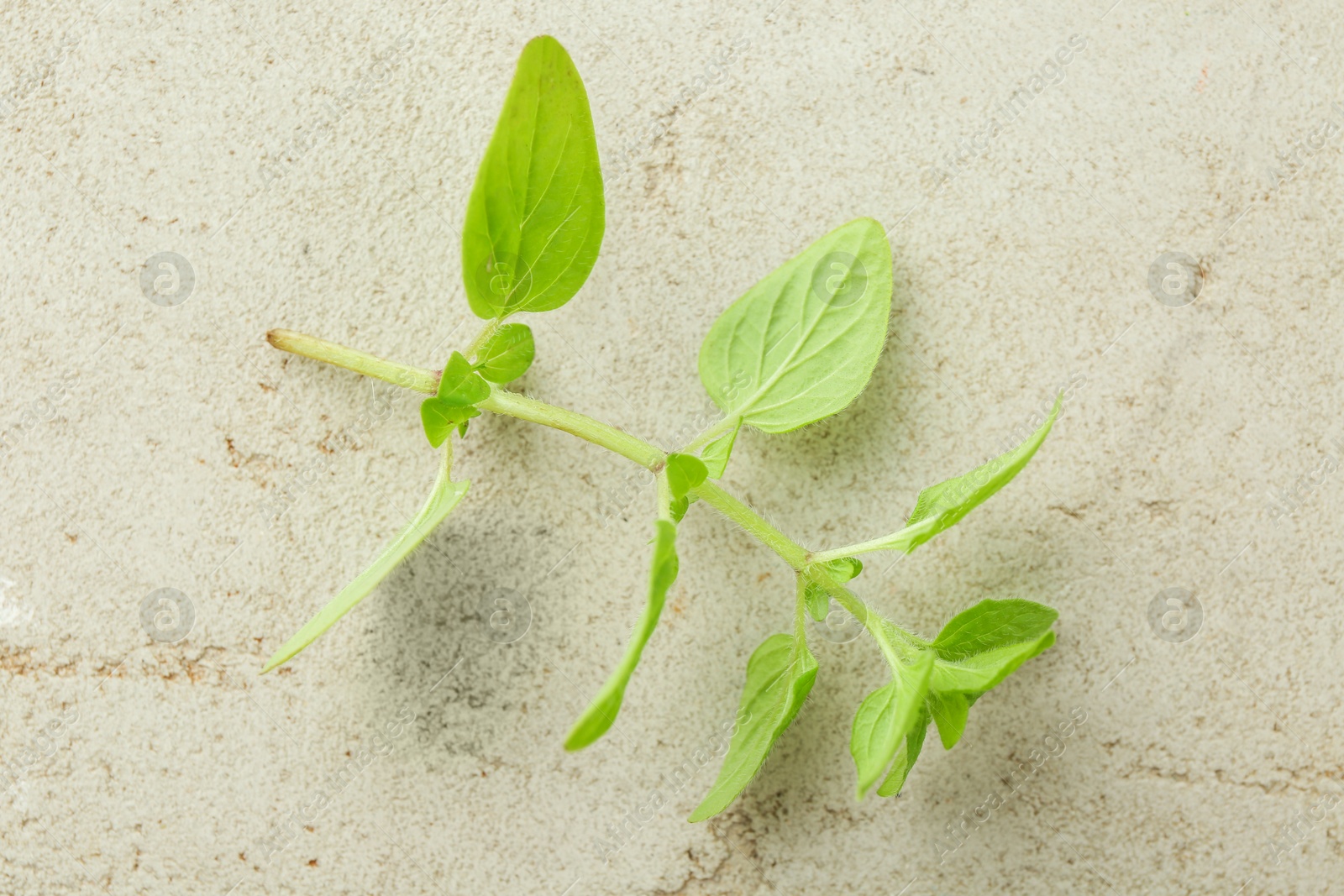 Photo of Sprig of fresh green oregano on light textured table, top view