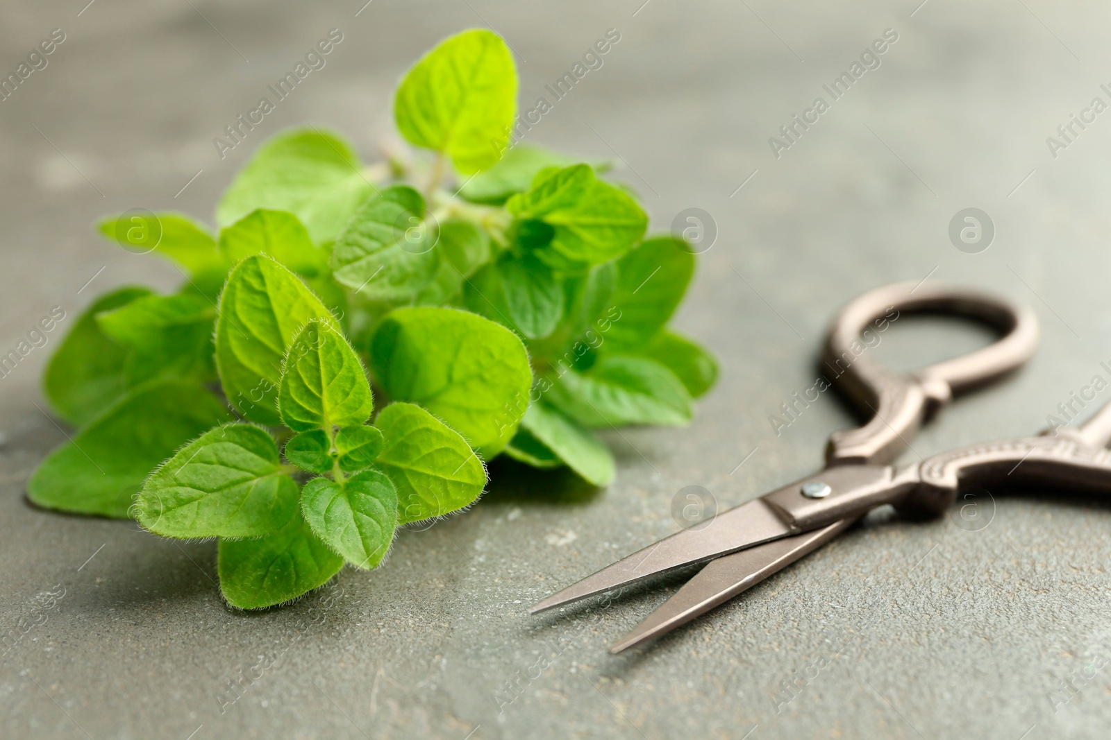 Photo of Sprigs of fresh green oregano and scissors on gray table, closeup