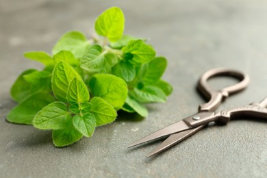 Photo of Sprigs of fresh green oregano and scissors on gray table, closeup