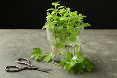 Photo of Sprigs of fresh green oregano in glass and scissors on gray table