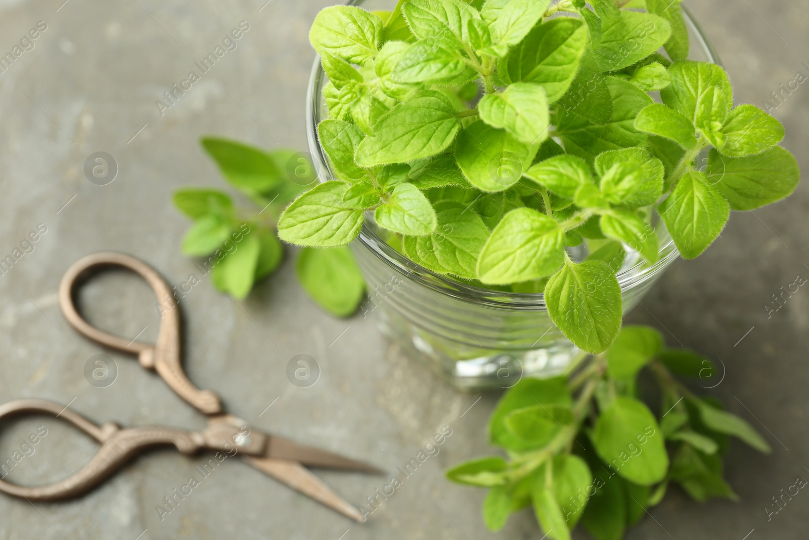 Photo of Sprigs of fresh green oregano in glass and scissors on gray table, above view