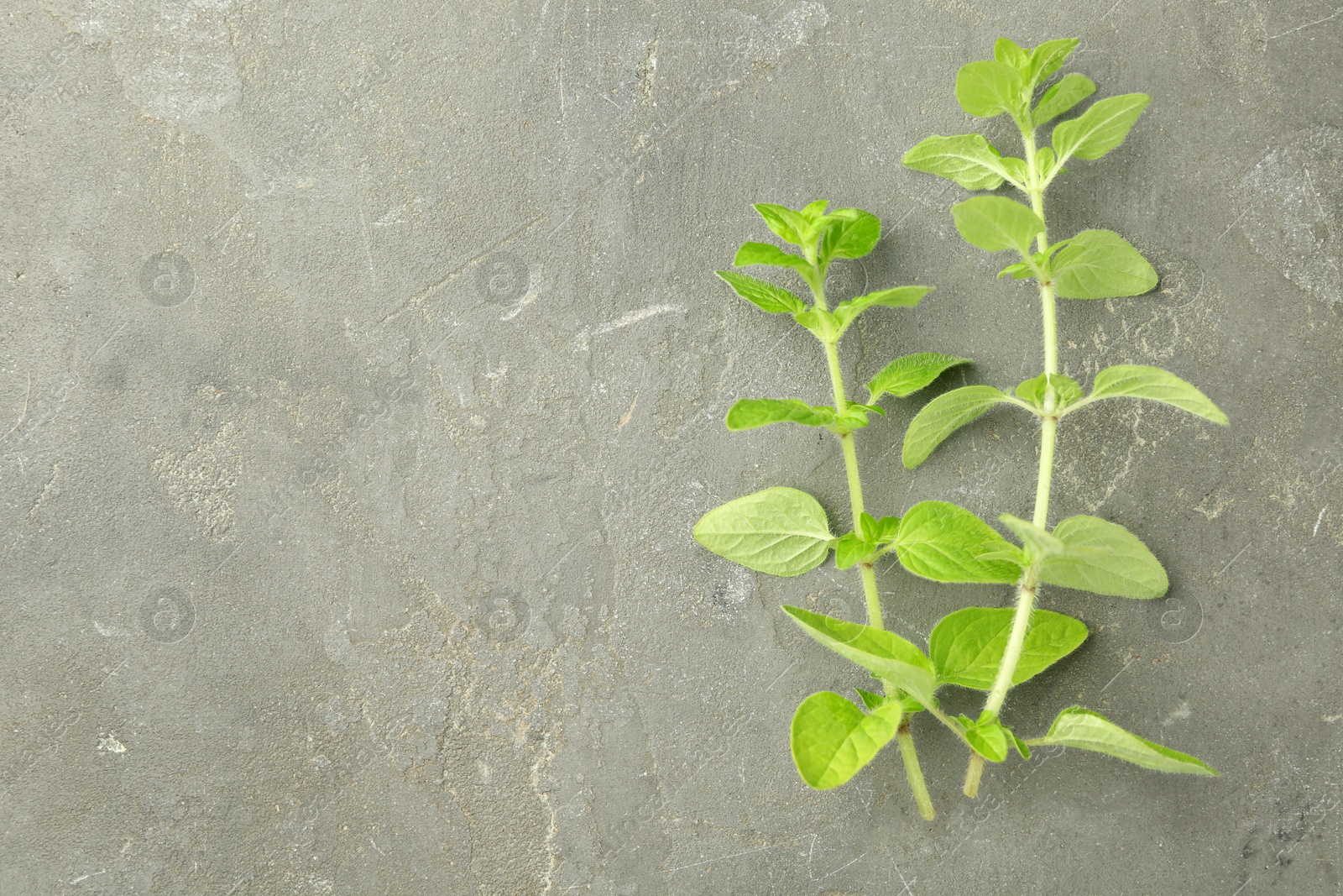 Photo of Sprigs of fresh green oregano on gray textured table, top view. Space for text