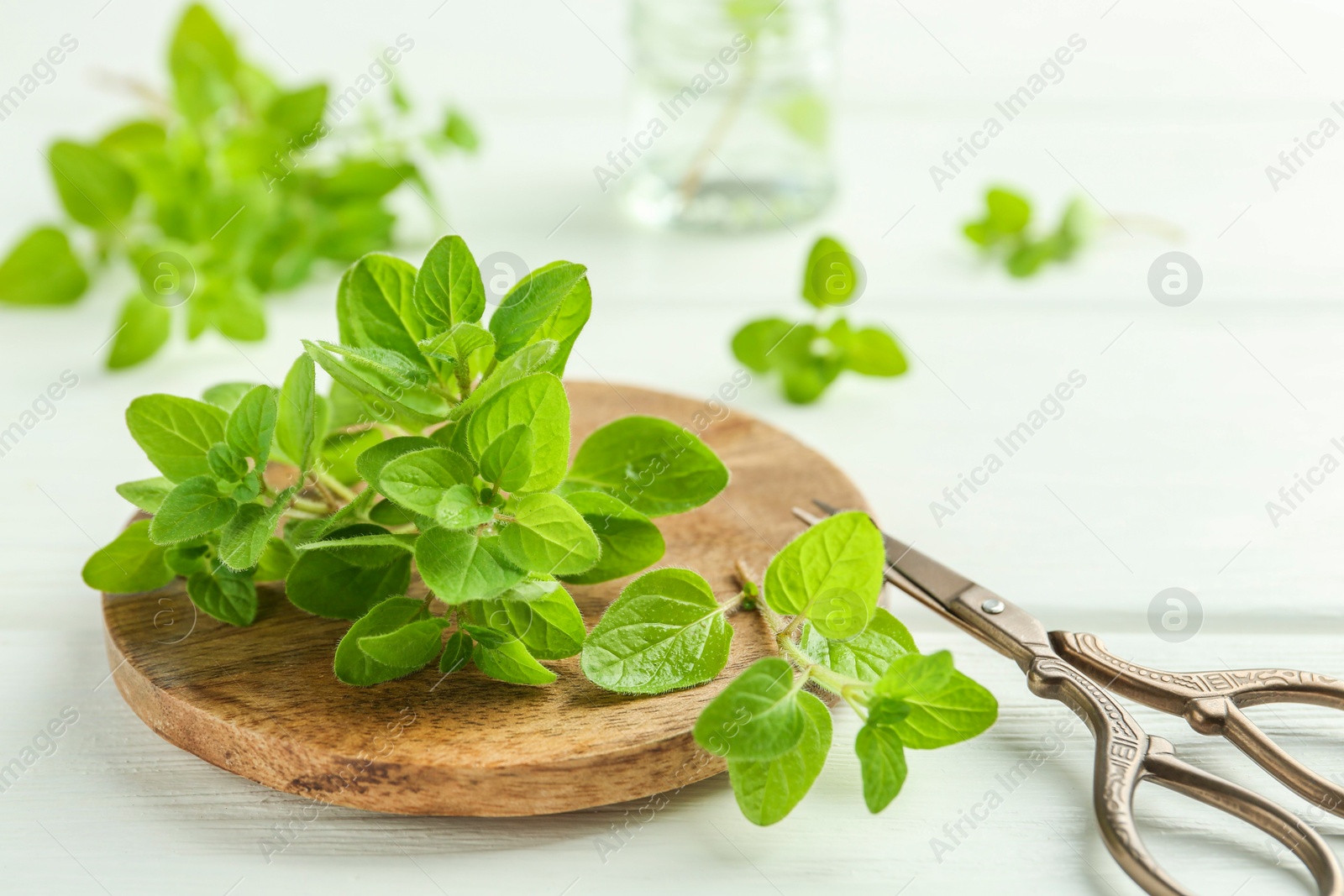 Photo of Sprigs of fresh green oregano and scissors on white wooden table, closeup