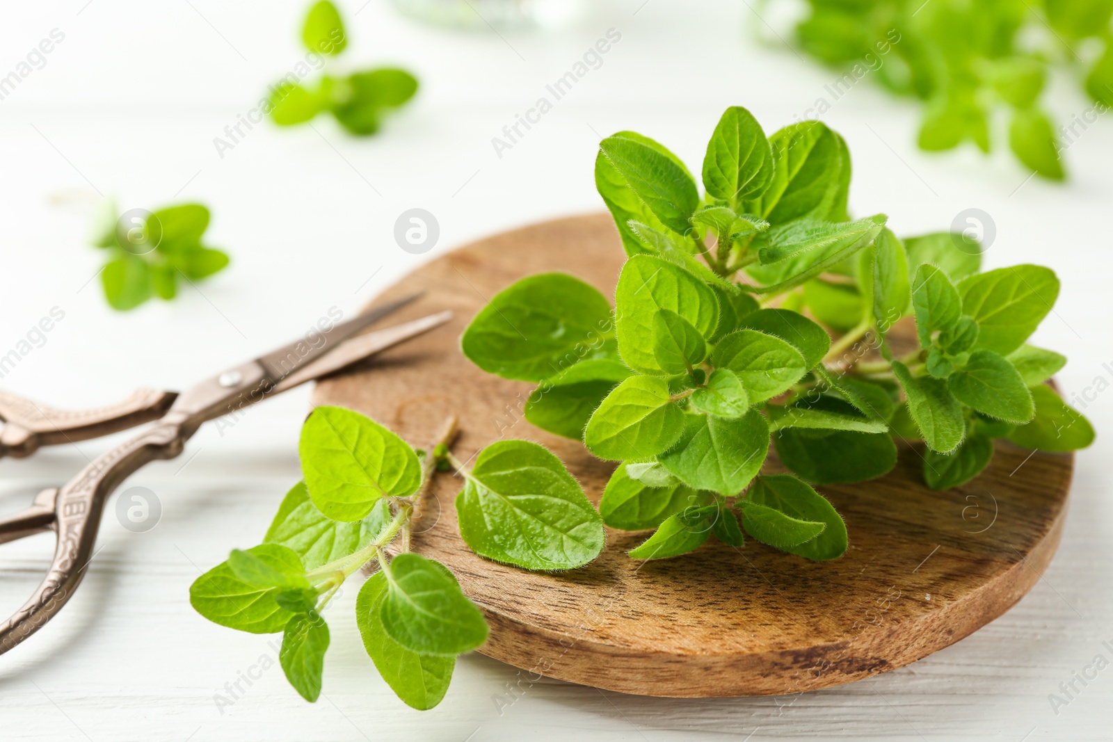 Photo of Sprigs of fresh green oregano and scissors on white wooden table, closeup