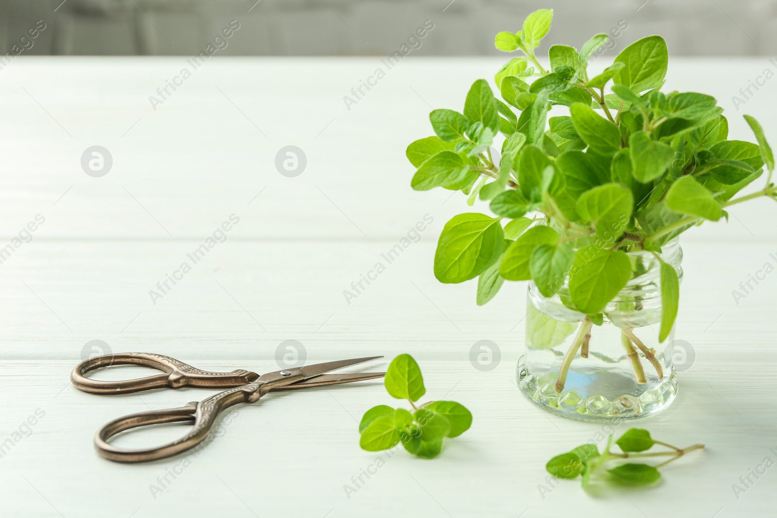 Photo of Sprigs of fresh green oregano in glass jar and scissors on white wooden table, space for text