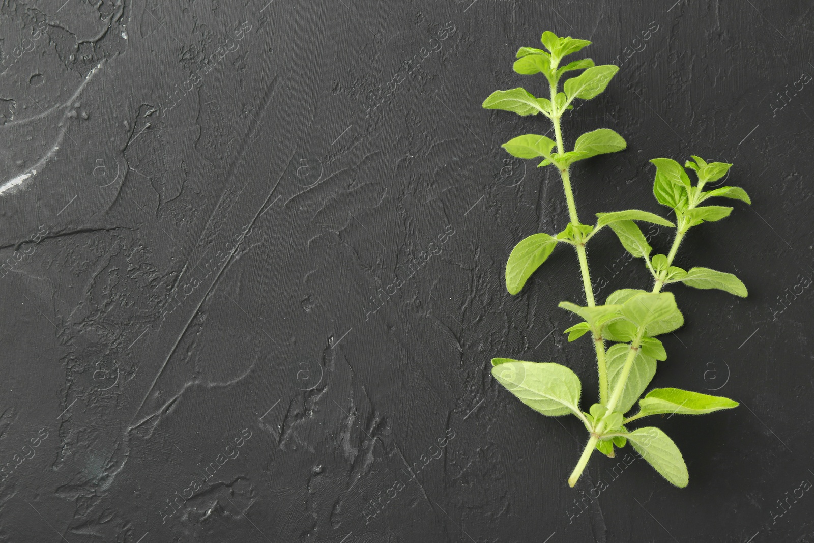 Photo of Sprigs of fresh green oregano on dark gray textured table, top view. Space for text