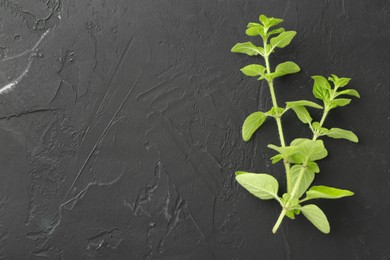 Sprigs of fresh green oregano on dark gray textured table, top view. Space for text